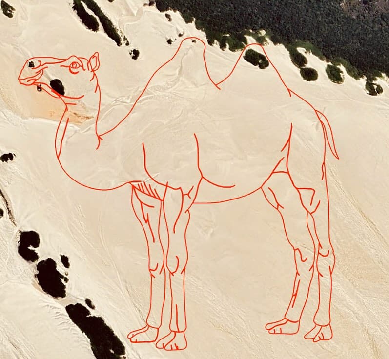 Freestyle Strava art: a camel drawn in the dunes
